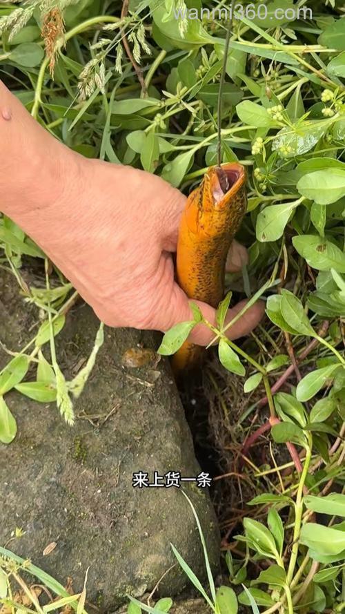 鱼塘钓鳝鱼的最佳方法?