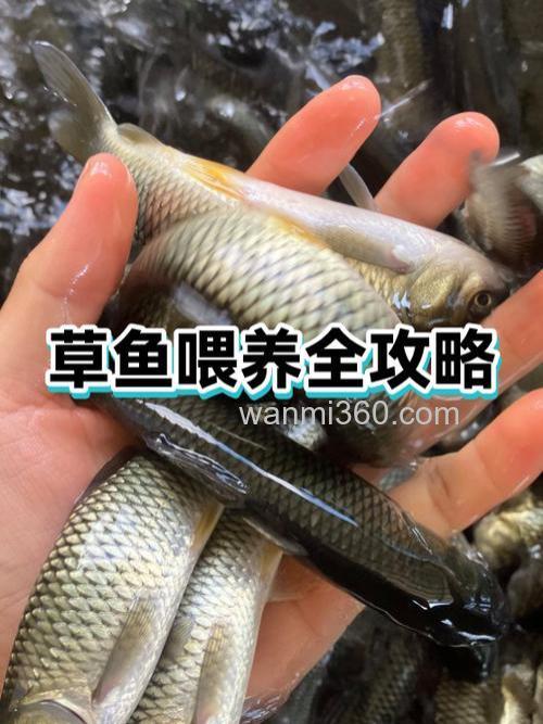 草鱼吐饲料是什么原因