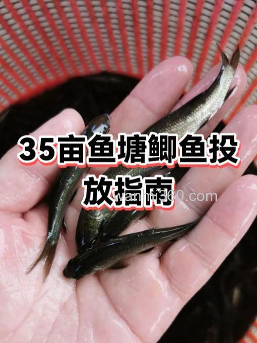 池塘一亩最多养多少鲫鱼?
