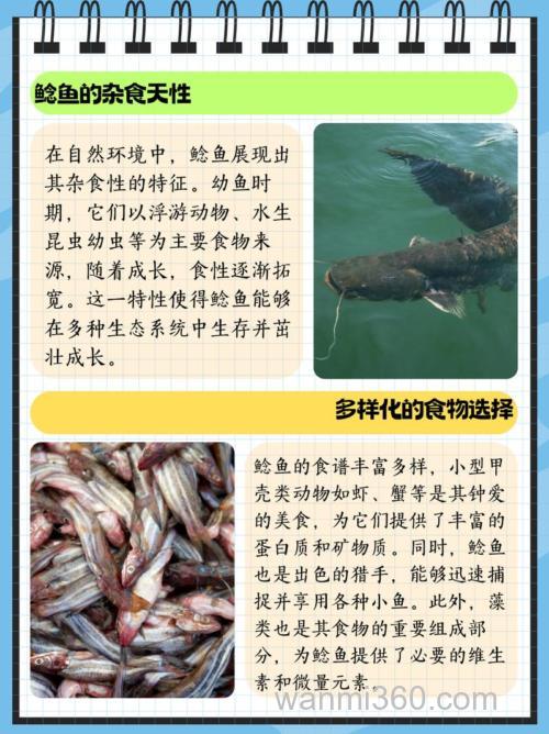 鲶鱼喜欢吃什么饵