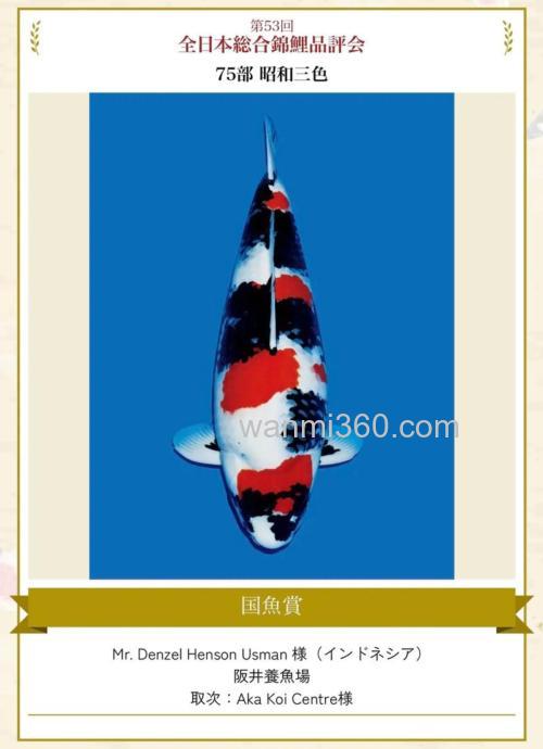 三色鲤怎么配制?