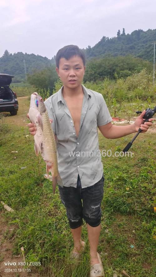 小麦钓鳊鱼效果怎样?