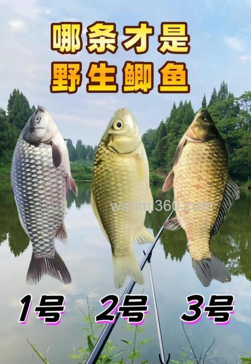 地瓜鲫鱼1号和吸引力1号好用吗