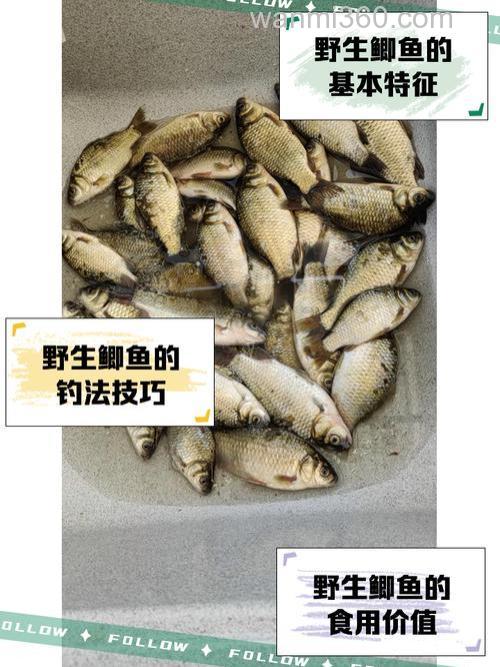 窝里全是小鲫鱼怎么办?