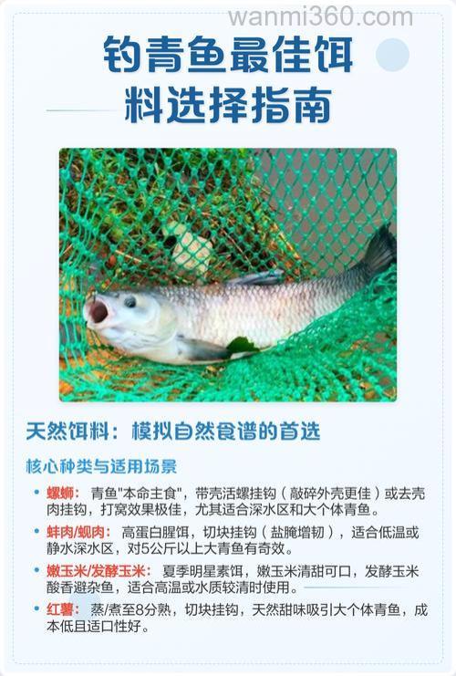 钓青鱼的钓位选择和饵料搭配
