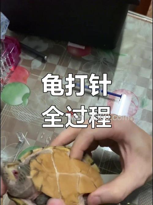 怎样给龟打针吃药？