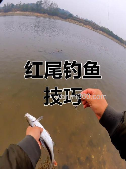 小红尾怎么钓?