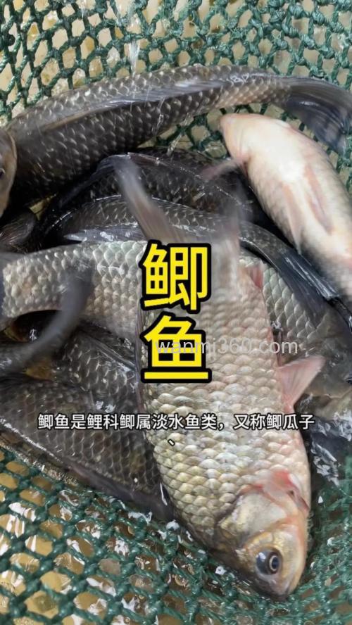 鲫鱼吃米吗?