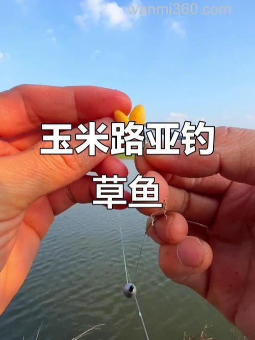 草鱼如何使用玉米钓。。。。