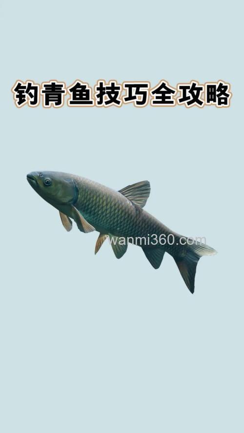 库钓青鱼必须掌握的六个技巧(下)