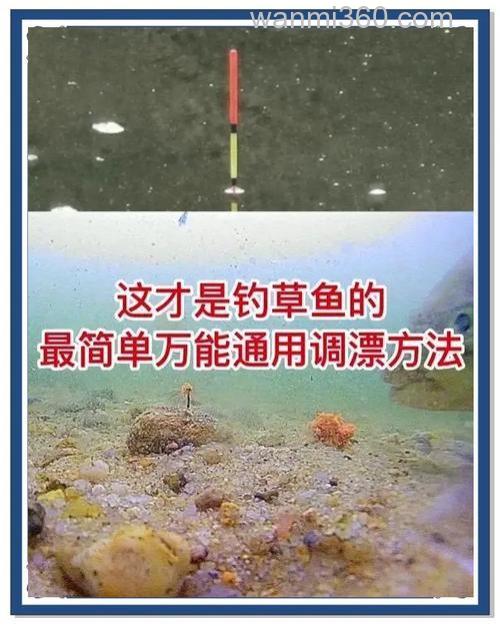 玉米钓大草鱼怎么调漂