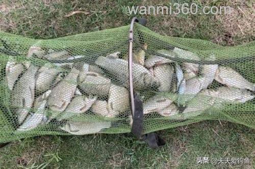 秋季窝子有鲫鱼就是没口？
