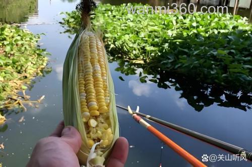 走水玉米钓草鱼技巧?