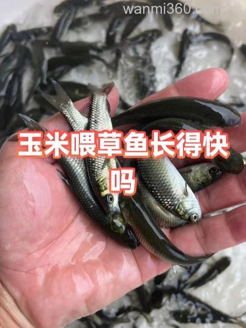 玉米喂草鱼效果如何?
