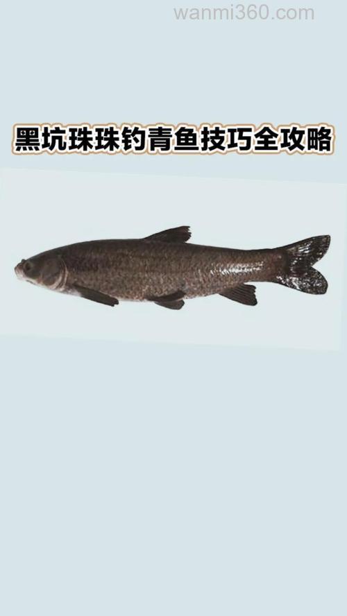 秋季库钓青鱼的攻略(上)