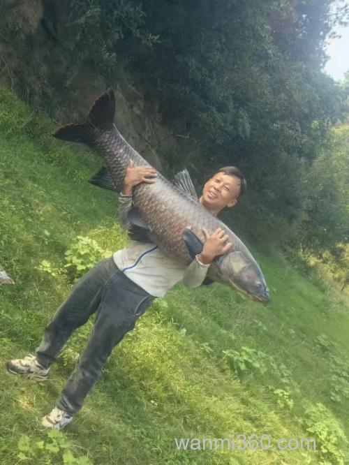 秋季库钓青鱼的攻略(下)
