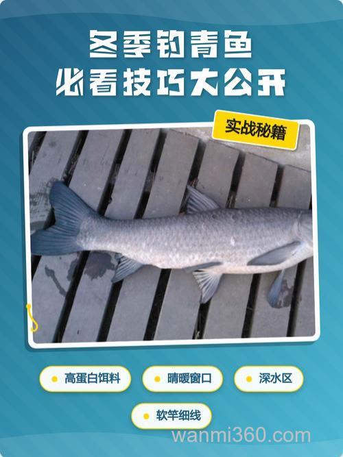 冬天塘钓青鱼实战技巧分享(上)