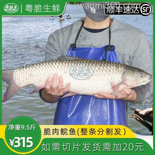 钩脆肉草鱼用什么料