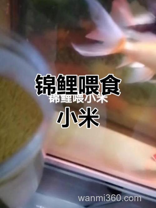 鲤鱼喜欢吃小米还是大米？
