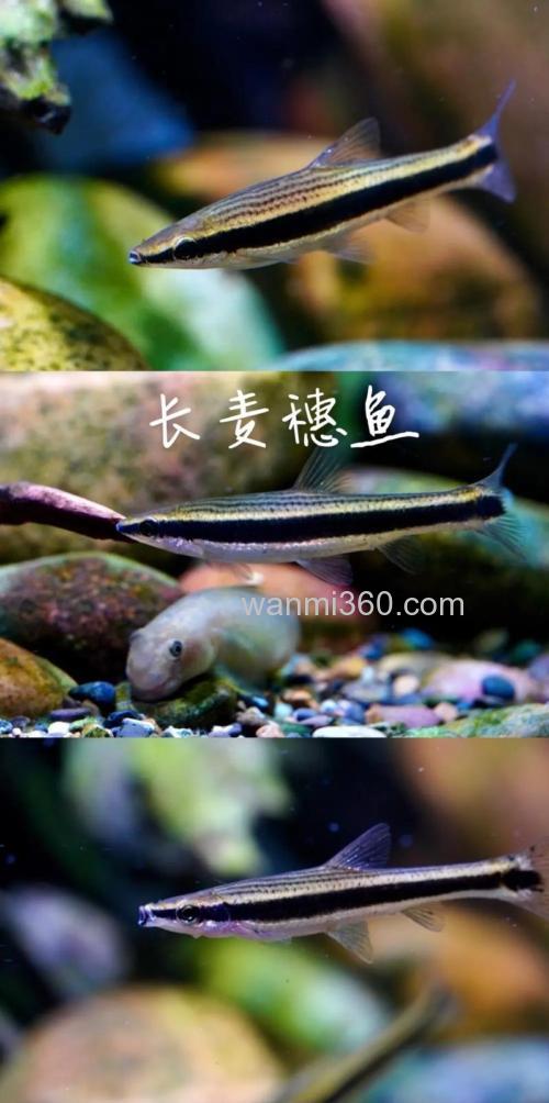 麦穗鱼怎么发色？