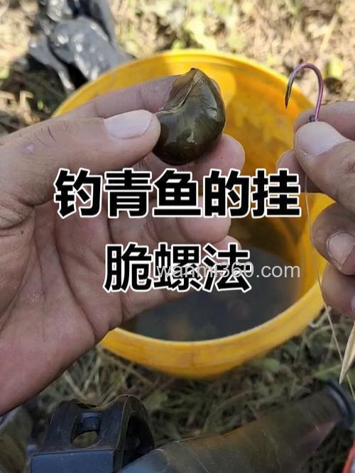 如何用螺丝饵料钓到青鱼(上)