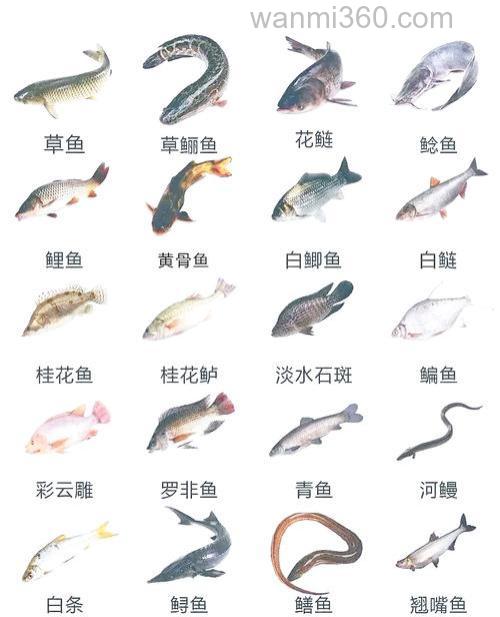 大宗淡水鱼常见的混养模式有哪些?