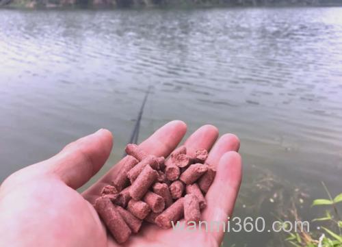 钓鲤鱼用什么打窝