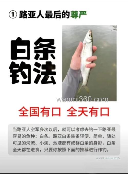 夏天最佳钓小白条鱼配方？