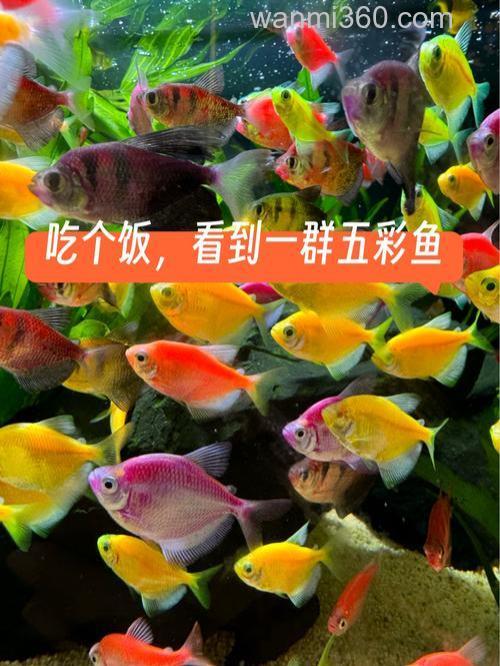 七彩鱼吃什么?