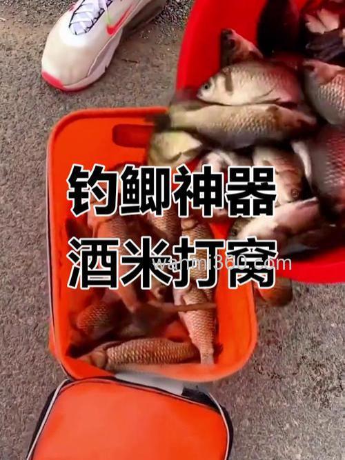 酒米打窝诱什么鱼？