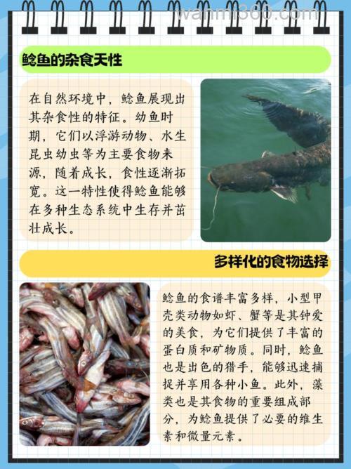 鲶鱼吃什么鱼饵