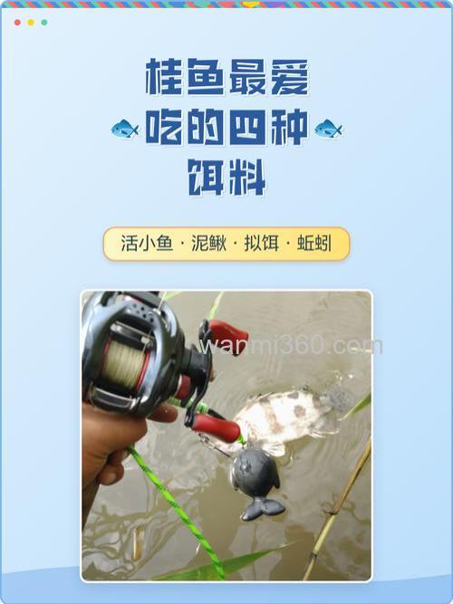 桂鱼吃什么饵料