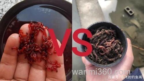 鲫鱼爱吃蚯蚓还是红虫?