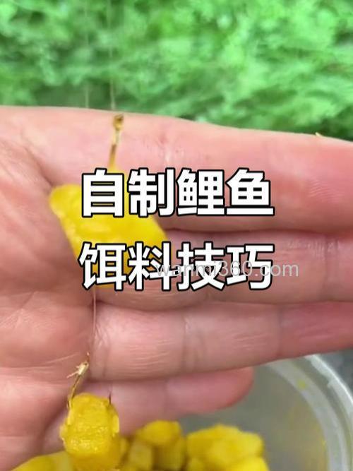 你们钓鲤鱼用玉米还是红薯，加什么没？