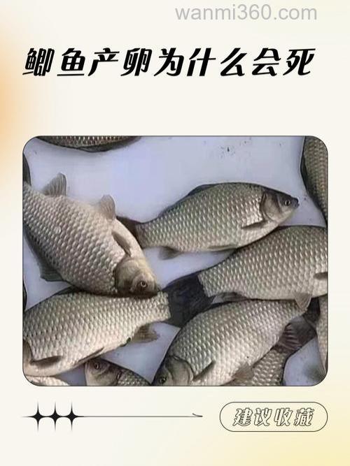 春季垂钓鲫鱼正当时(鲫鱼产卵)