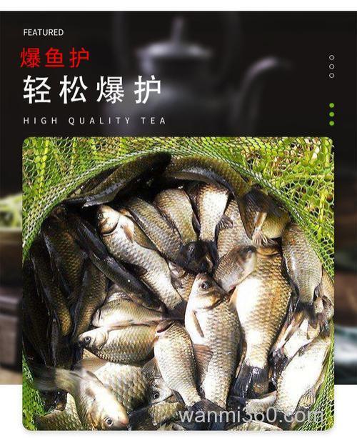 玉米麦粒可以钓鲢鳙吗？