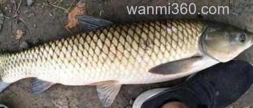 韭菜到底好不好钓草鱼