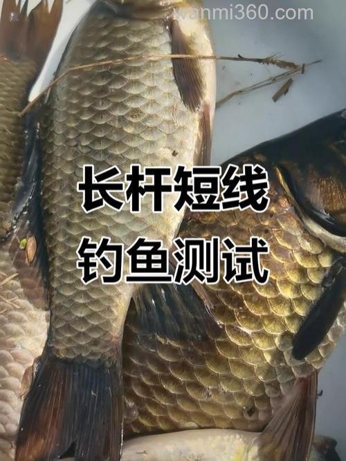 长竿短线钓鲫鱼的优势和缺点