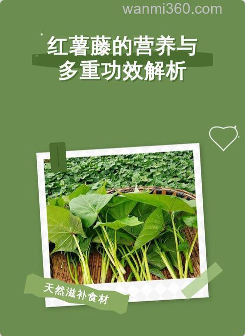 你好 请问草鱼能吃红薯藤吗 为什么】