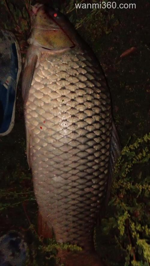 用什么钓鲤鱼最好？