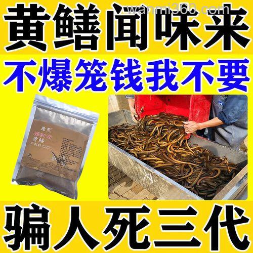 抓黄鳝用什么做饵最好?