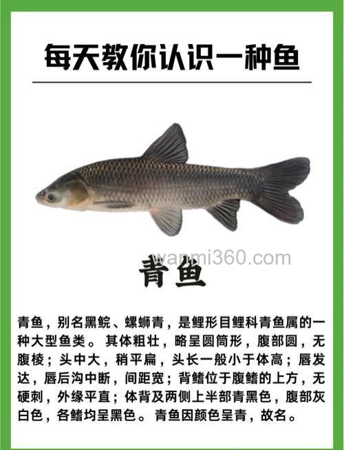 野生青鱼的习性与库钓技巧