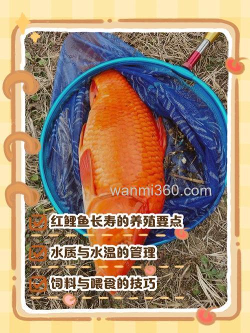 酒曲红饵料钓鲤鱼好用吗?