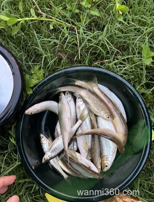 蚯蚓同玉米钓鲫鱼哪个好?