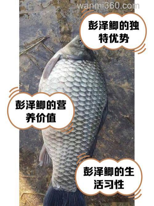 钓鱼界专钓鲫鱼的大师有哪些?