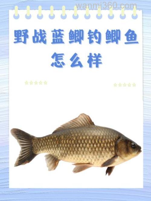 野战蓝鲫能加麝香红鲫吗？
