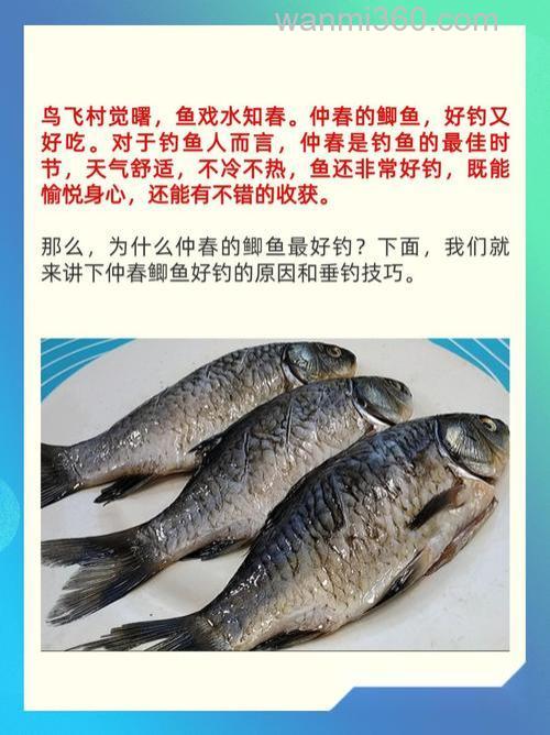为什么仲春的鲫鱼最好钓