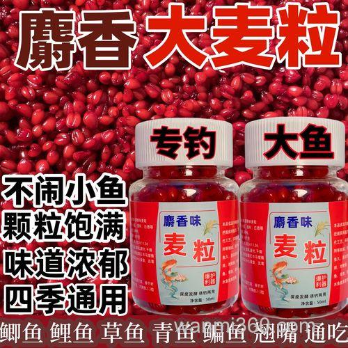 麝香麦粒野钓效果怎么样?