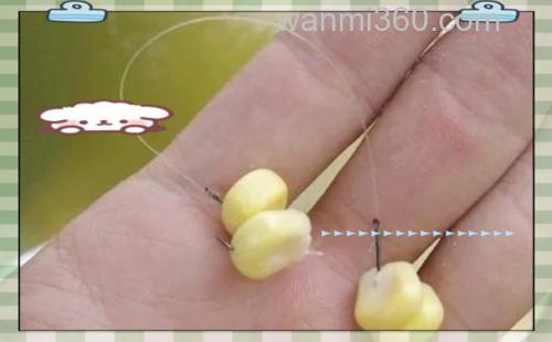 立春以后能用玉米粒钓草鱼吗