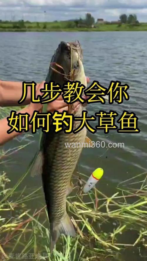 野河钓草鱼技巧和方法?